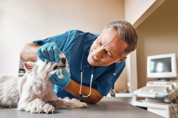 Best Weekend Emergency Dental Services in Mcdonough, GA